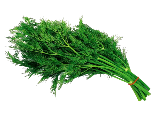 Dill Leaf